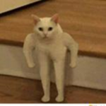 cat United Group Thumbnail