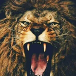 Tiger Square's Fan Group