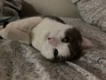 MY BABY CAT IS LAZY