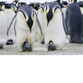 Baby penguin world