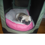 Dah pug luvvers