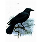 TeamCrowForever