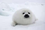 lordmochibi's seal fan club