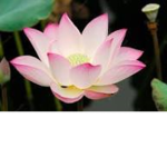 aesthxtic_lotus