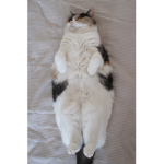 LAZY CAT BROS :3!!!!!