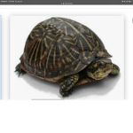 Officialturtlegang