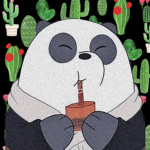 Cactus panda