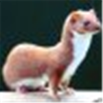 Weasel Avengers