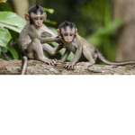 Monke_Squad
