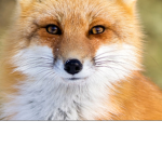 Fuchs & Wolf power