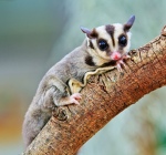 Cuddly Animals Group