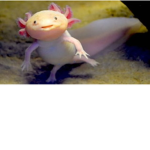 sharkbendy123s fan group