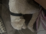 Arlo the sigma