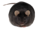the rats of the world