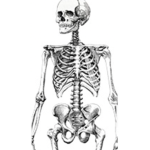 skelly raids