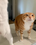 Lurkers on Height [LOH]