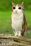 Meowlouts
