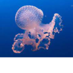 Jellyfish army!