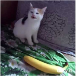 The Banana Cat Club