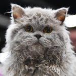 we love cats,