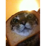 CatToast
