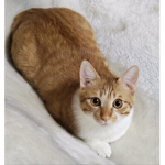 猫一族