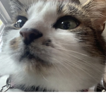 faerykittn