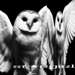 stargirls!! - friends