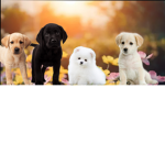 Puppy Roses
