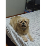 Cool Dog group for everyone