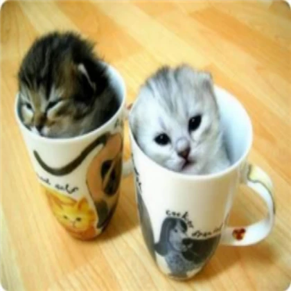 Kitten image