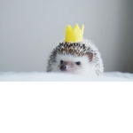 Hedgehog Kingdom!