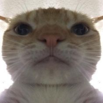 staring_cat group