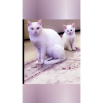 قروب توزيع روببكس (: