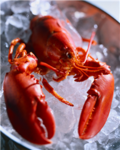 crazy cuba lobsters