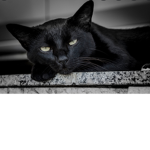 Slender cat black