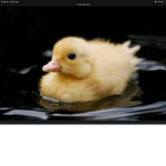 The duck group big and small