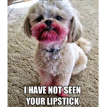 Dog's are cut like you