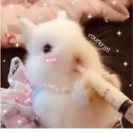 moonlight kitty
