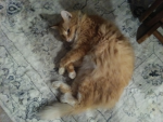 Ambers snuggle boots