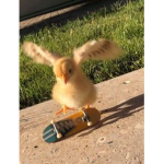 .* ducks
