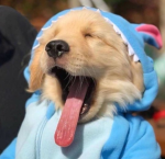 comfyee