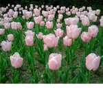 The Beautiful Tulips