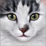 Doxenogo's Warrior Cats