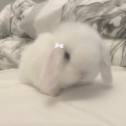 bunnii