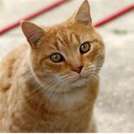 thecats12344