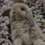 Bunny Girl!