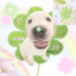 ᴊᴜᴍɪɴᴏᴄᴏʀᴇ ʙᴏᴜᴛɪǫᴜᴇ.