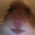 HAMSTER#1