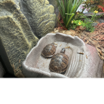 Bella’s turtles
